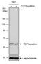 Chaperonin Containing TCP1 Subunit 5 antibody, NBP1-31337, Novus Biologicals, Western Blot image 