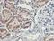 Homeobox C11 antibody, LS-C337298, Lifespan Biosciences, Immunohistochemistry frozen image 