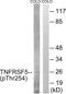 CD40 Molecule antibody, LS-C199664, Lifespan Biosciences, Western Blot image 