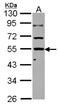 Kelch Domain Containing 4 antibody, NBP2-17072, Novus Biologicals, Western Blot image 