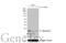 Glyoxalase I antibody, GTX105792, GeneTex, Western Blot image 