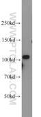 Angiomotin Like 1 antibody, 16871-1-AP, Proteintech Group, Western Blot image 