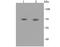 5-Hydroxytryptamine Receptor 2C antibody, NBP2-67100, Novus Biologicals, Western Blot image 