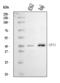 Spi-1 Proto-Oncogene antibody, A01116-1, Boster Biological Technology, Western Blot image 