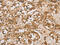 DAB Adaptor Protein 2 antibody, CSB-PA337435, Cusabio, Immunohistochemistry frozen image 