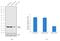 Claudin 3 antibody, PA5-16867, Invitrogen Antibodies, Western Blot image 