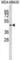 Integrin Linked Kinase antibody, abx033578, Abbexa, Western Blot image 