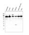 Ubiquitin Like With PHD And Ring Finger Domains 1 antibody, PB9905, Boster Biological Technology, Western Blot image 