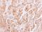 Penta-EF-Hand Domain Containing 1 antibody, LS-C185820, Lifespan Biosciences, Immunohistochemistry paraffin image 