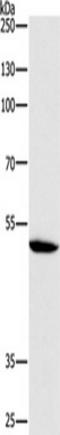 Cysteine protease ATG4A antibody, TA350887, Origene, Western Blot image 