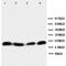 Peptidylprolyl Isomerase D antibody, orb27679, Biorbyt, Western Blot image 