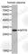 Natriuretic Peptide B antibody, A2179, ABclonal Technology, Western Blot image 