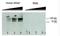 Sodium Channel Epithelial 1 Gamma Subunit antibody, NBP2-41371, Novus Biologicals, Western Blot image 