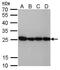 High Mobility Group Box 1 antibody, GTX629400, GeneTex, Western Blot image 