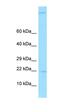 Gastrokine 2 antibody, orb326542, Biorbyt, Western Blot image 