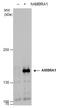 Autophagy And Beclin 1 Regulator 1 antibody, GTX129487, GeneTex, Western Blot image 