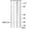 MOB Kinase Activator 1B antibody, A09405, Boster Biological Technology, Western Blot image 