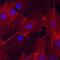 Activated Leukocyte Cell Adhesion Molecule antibody, AF1172, R&D Systems, Immunofluorescence image 