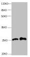 Retinol Binding Protein 4 antibody, abx210106, Abbexa, Western Blot image 