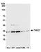 THO complex subunit 7 homolog antibody, A305-247A, Bethyl Labs, Western Blot image 