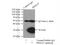 Proteasome Subunit Alpha 7 antibody, 15219-1-AP, Proteintech Group, Immunoprecipitation image 