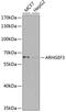 Rho Guanine Nucleotide Exchange Factor 3 antibody, GTX65977, GeneTex, Western Blot image 