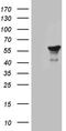 Transcription Factor Dp-2 antibody, LS-C796250, Lifespan Biosciences, Western Blot image 