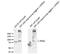 Sodium Channel Epithelial 1 Gamma Subunit antibody, LS-C229775, Lifespan Biosciences, Western Blot image 