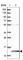 TRNA Methyltransferase Subunit 11-2 antibody, HPA040006, Atlas Antibodies, Western Blot image 