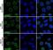 Lamin A/C antibody, NBP2-59937, Novus Biologicals, Immunofluorescence image 