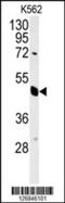 Eukaryotic Translation Initiation Factor 3 Subunit G antibody, MBS9208641, MyBioSource, Western Blot image 