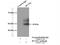 RUNX Family Transcription Factor 1 antibody, 25315-1-AP, Proteintech Group, Immunoprecipitation image 