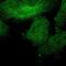 SHOC2 Leucine Rich Repeat Scaffold Protein antibody, NBP1-87831, Novus Biologicals, Immunofluorescence image 