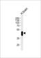 Cyclin Dependent Kinase 14 antibody, PA5-72467, Invitrogen Antibodies, Western Blot image 