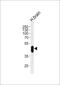 Cyclin Dependent Kinase 14 antibody, PA5-72467, Invitrogen Antibodies, Western Blot image 