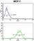 RNA Binding Motif Protein 3 antibody, abx033373, Abbexa, Western Blot image 