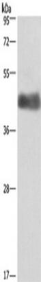 Calumenin antibody, TA349736, Origene, Western Blot image 