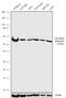 Recombination Signal Binding Protein For Immunoglobulin Kappa J Region antibody, 720219, Invitrogen Antibodies, Western Blot image 