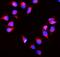 Peroxiredoxin 1 antibody, PB9348, Boster Biological Technology, Immunofluorescence image 