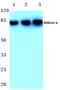 SRBP1 antibody, AP06423PU-N, Origene, Western Blot image 