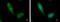 NADH:Ubiquinone Oxidoreductase Subunit A10 antibody, GTX103093, GeneTex, Immunofluorescence image 