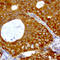 PYM Homolog 1, Exon Junction Complex Associated Factor antibody, LS-C796963, Lifespan Biosciences, Immunohistochemistry paraffin image 