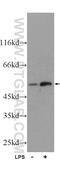 Interferon Induced Protein With Tetratricopeptide Repeats 1 antibody, 23247-1-AP, Proteintech Group, Western Blot image 