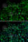 Toll Like Receptor 7 antibody, A0991, ABclonal Technology, Immunofluorescence image 