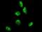 Gastrulation Brain Homeobox 2 antibody, H00002637-M04, Novus Biologicals, Immunofluorescence image 