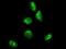 Gastrulation and brain-specific homeobox protein 2 antibody, H00002637-M04, Novus Biologicals, Immunofluorescence image 