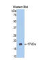 Kininogen 1 antibody, LS-C663202, Lifespan Biosciences, Western Blot image 