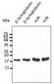 Beta-lactoglobulin antibody, AB0235-100, Origene, Western Blot image 