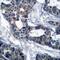 Mitogen-Activated Protein Kinase Kinase 1 antibody, 79-400, ProSci, Immunohistochemistry frozen image 
