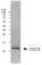 C-C Motif Chemokine Ligand 11 antibody, 656701, BioLegend, Western Blot image 